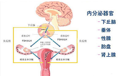 内分泌不孕